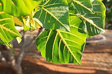 改编就是乱编 《行尸走肉：命运》爆改电视剧情节